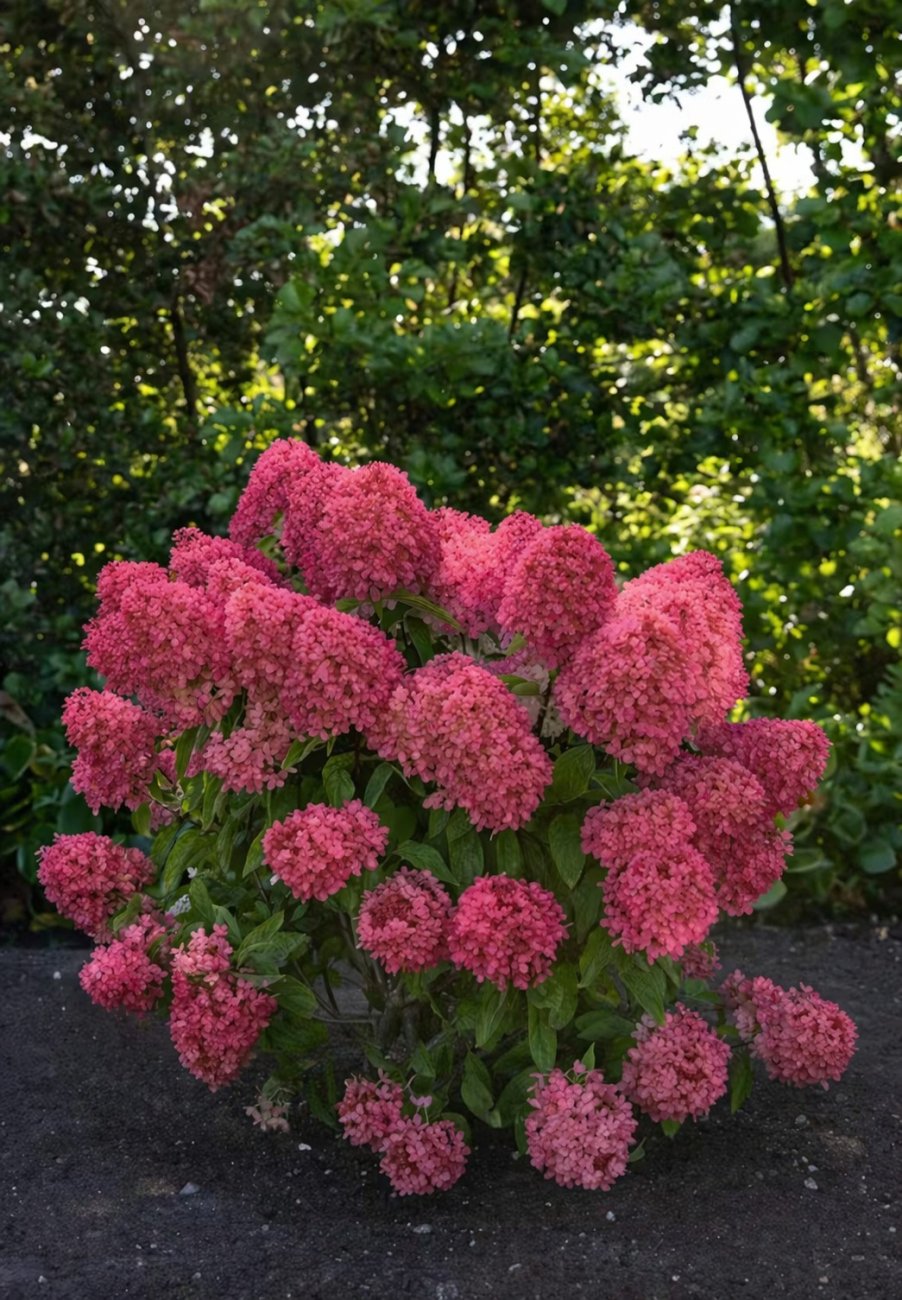 Hortenzia metlinatá (Hydrangea paniculata) ‘LIVING RASPBERRY PINK’® by LIVING CREATIONS® - výška 20-30 cm, kont. C1,5L
